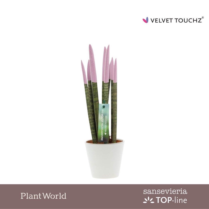 <h4>Sansevieria VELVET TOUCHZ® Pastel Paars In Rotterdam keramiek</h4>