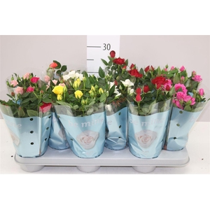 Rosa Beau Monde Gemengd