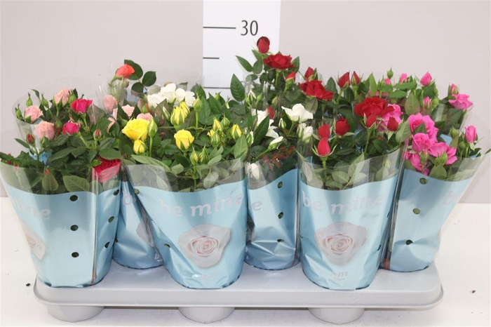 <h4>Rosa Beau Monde Gemengd</h4>