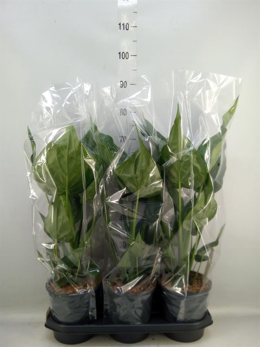 <h4>Alocasia cucullata</h4>