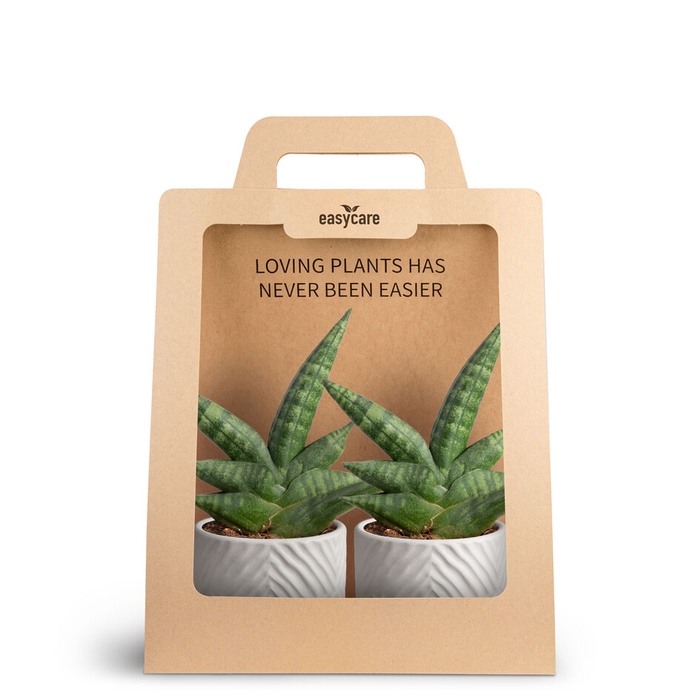 <h4>2-Pack Dune Sand, Boncellensis</h4>