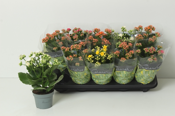 <h4>KAL GE PERF GEM 4 KL</h4>