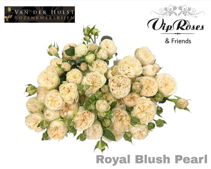 <h4>R TR ROYAL BLUSH PEARL</h4>