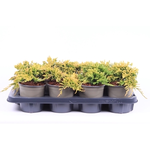 Juniperus horiz. 'Golden Carpet'