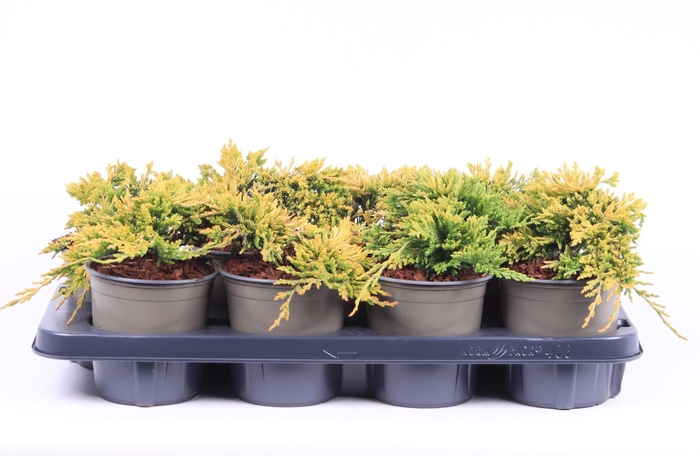 <h4>Juniperus horiz. 'Golden Carpet'</h4>