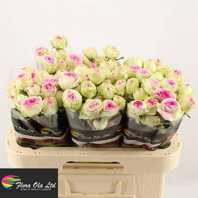 <h4>R Tr Gelato Flora Ola</h4>