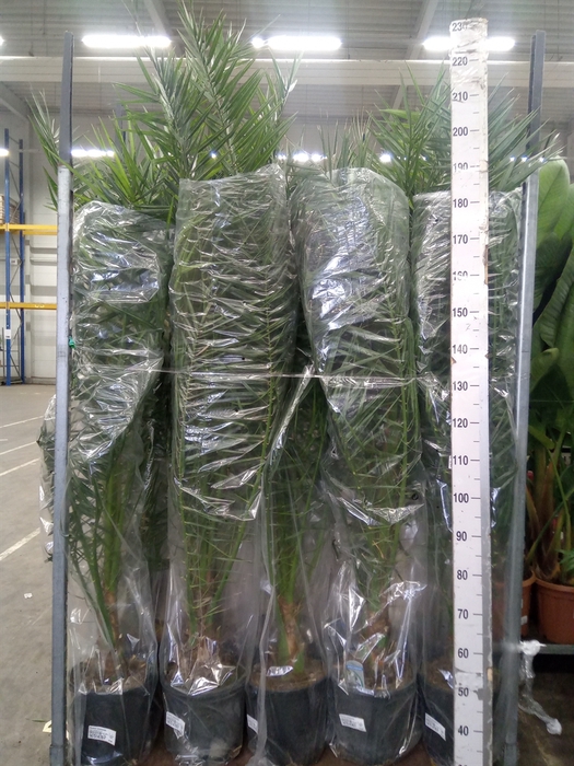 <h4>Phoenix canariensis</h4>