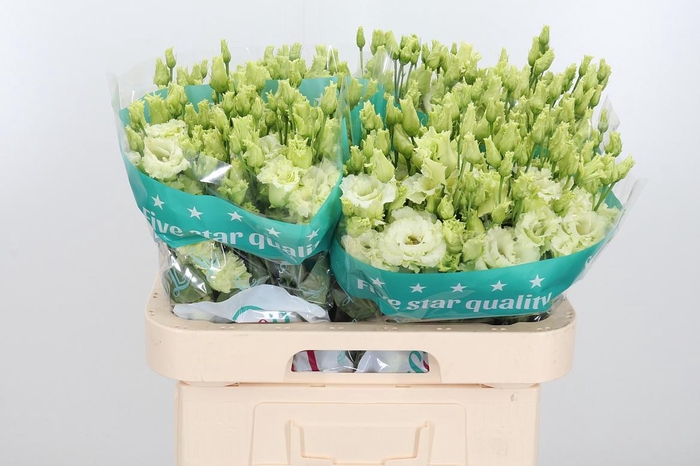 <h4>Eus G Alissa Green</h4>