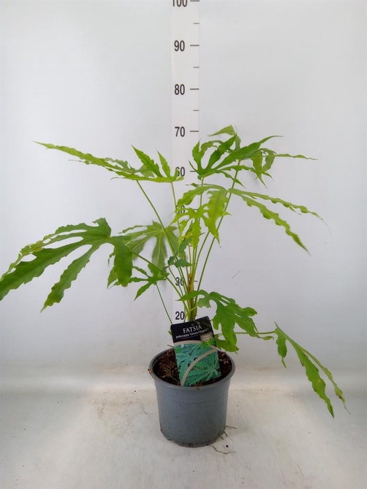 <h4>Fatsia japonica</h4>