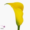 Zantedeschia gold medal