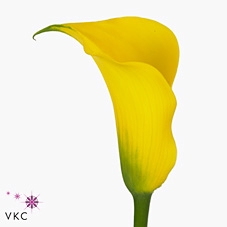 <h4>Zantedeschia gold medal</h4>
