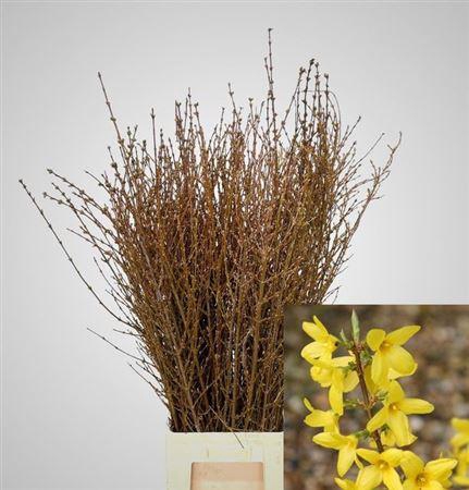 <h4>Forsythia Bos</h4>