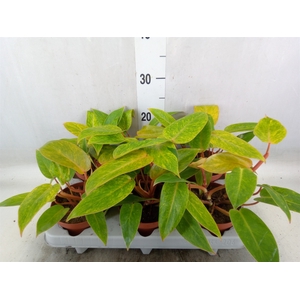 Philodendron  'Painted Lady'
