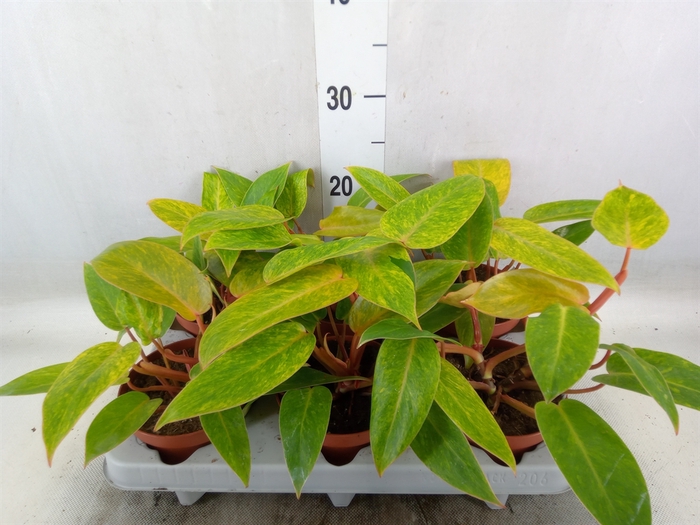 <h4>Philodendron  'Painted Lady'</h4>