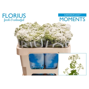 Eupathorium Lucky Moments Florius