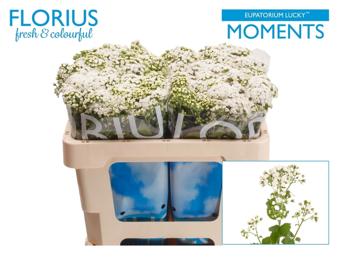 <h4>Eupathorium Lucky Moments Florius</h4>