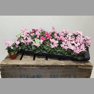 Cycl Kl Sup Ver Vict