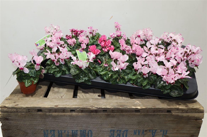 <h4>Cycl Kl Sup Ver Vict</h4>