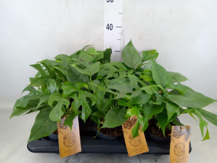 <h4>Monstera   ...</h4>