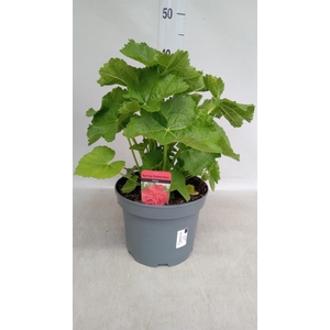 Alcea rosea 'SpringCel Rose'