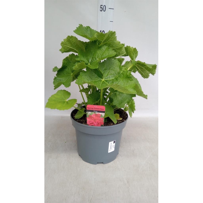 <h4>Alcea rosea 'SpringCel Rose'</h4>