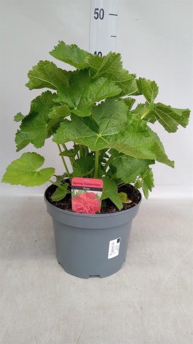 <h4>Alcea rosea 'SpringCel Rose'</h4>