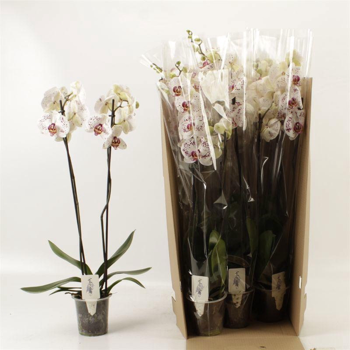 <h4>PHAL CALYPSO</h4>