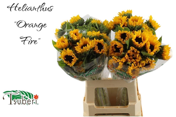 <h4>HELI ORANGE FIRE</h4>