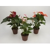 ANTHURIUM VARIADO P17 PREMIUM