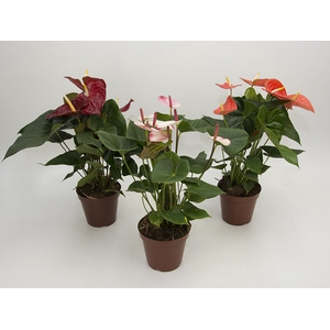 ANTHURIUM VARIADO P17 PREMIUM