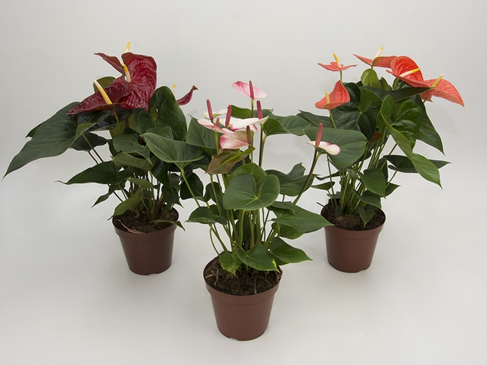 <h4>ANTHURIUM VARIADO P17 PREMIUM</h4>