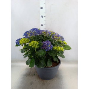 Hydrangea mac.