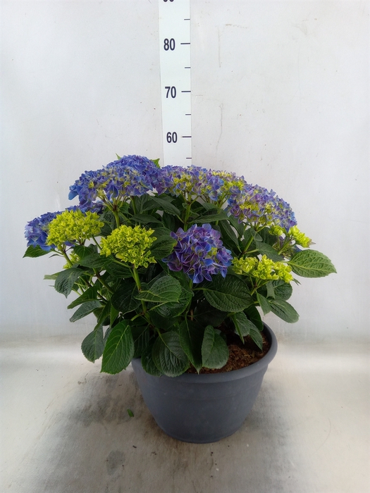 <h4>Hydrangea mac.</h4>