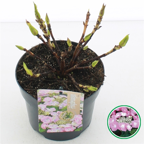 <h4>Hydrangea teller Roze C2 (17cm.)</h4>