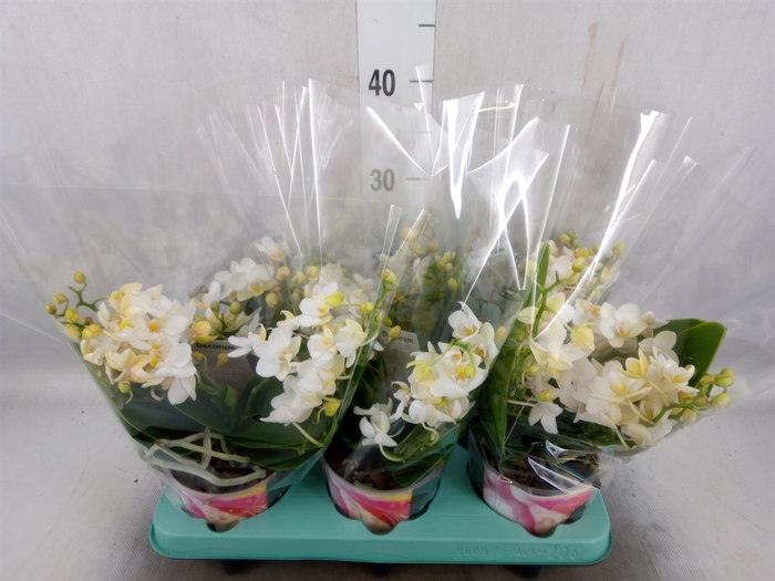 <h4>Phalaenopsis   ...white</h4>