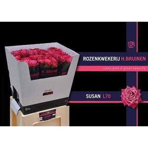 R Gr Susan