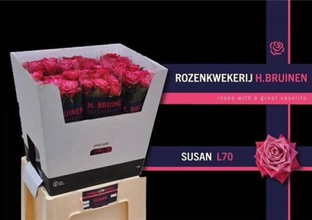 <h4>R Gr Susan</h4>