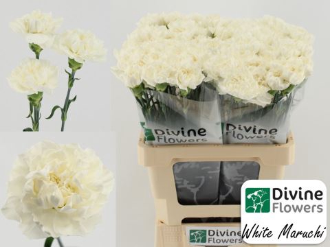<h4>Dianthus ST 'Maruchi Bianco'</h4>