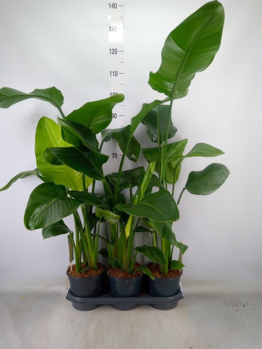 <h4>Strelitzia nicolai</h4>