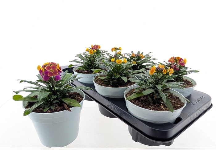 <h4>ERYS LINIFOLIUM</h4>