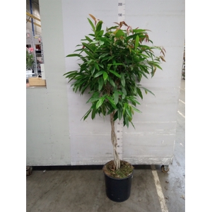 Ficus binn. 'Amstel King'