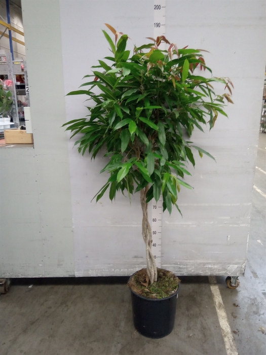 <h4>Ficus binn. 'Amstel King'</h4>