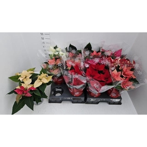 EUPHOR PULCHERRIM OV