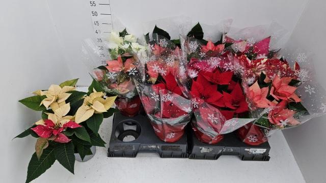 <h4>EUPHOR PULCHERRIM OV</h4>