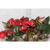 ANTHURIUM VARIADO P09