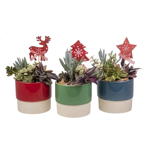 COMPOSITION OF SUCCULENTS ON BICOLOR CERAMIC Ø10 AND CHRISTMAS DECORATION - CARDBOARD BOX CM13X13