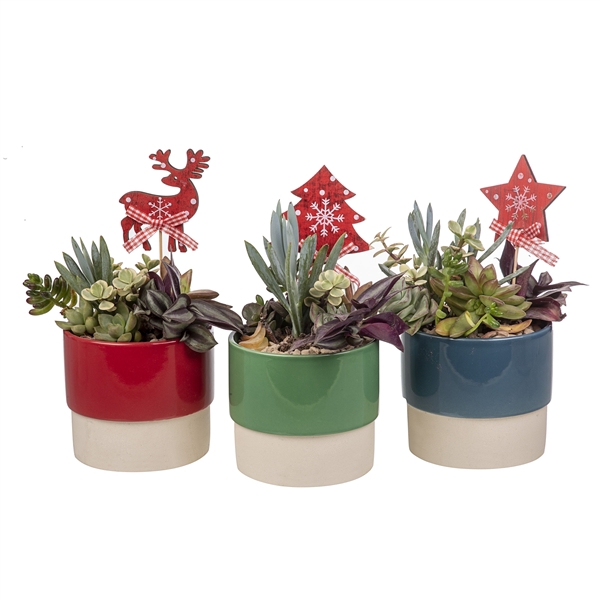 <h4>COMPOSITION OF SUCCULENTS ON BICOLOR CERAMIC Ø10 AND CHRISTMAS DECORATION - CARDBOARD BOX CM13X13</h4>