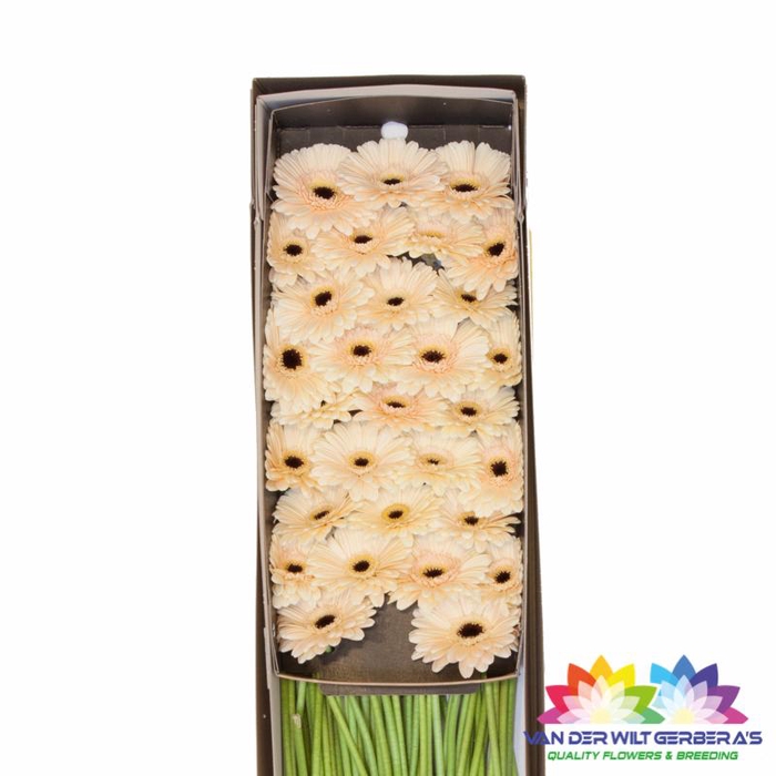 <h4>Germini Cafe Doos</h4>