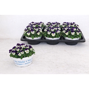 VIO CO EM WHI PU JUP