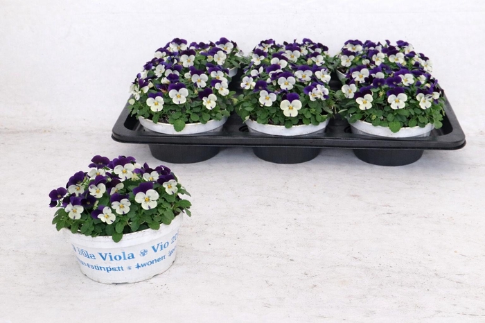 <h4>VIO CO EM WHI PU JUP</h4>